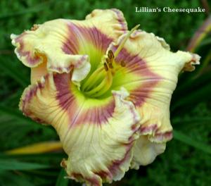 Lillian's Cheesequake (Manning, 2010)